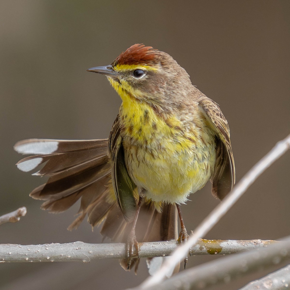 Palm Warbler - Mark Siebers