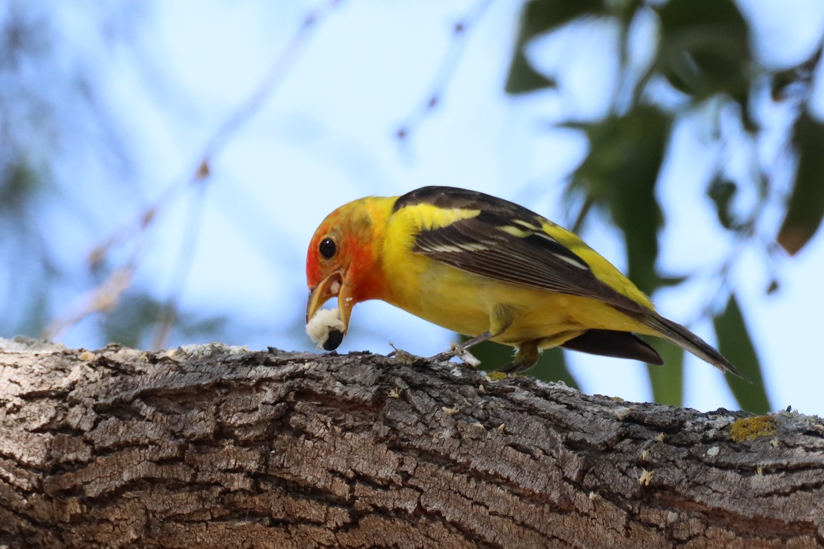 Western Tanager - ML618448564