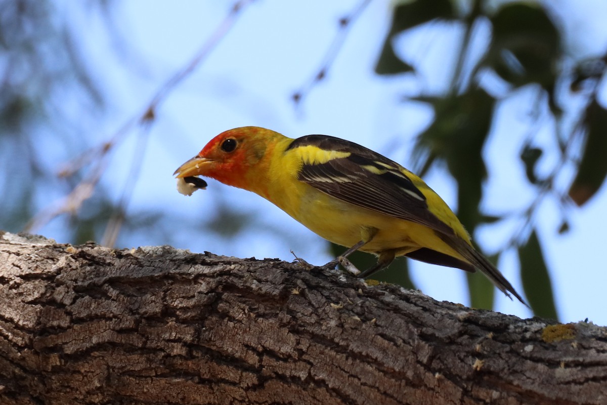 Western Tanager - ML618448565
