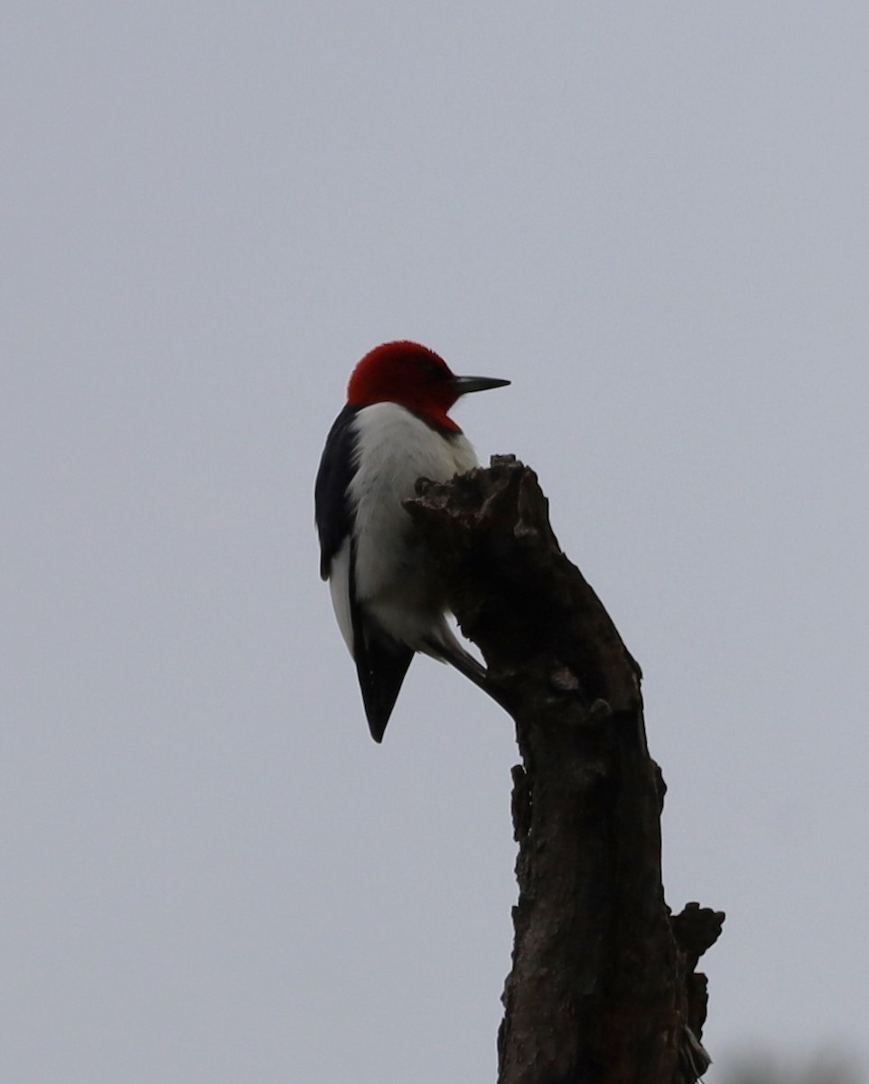 Red-headed Woodpecker - ML618448572