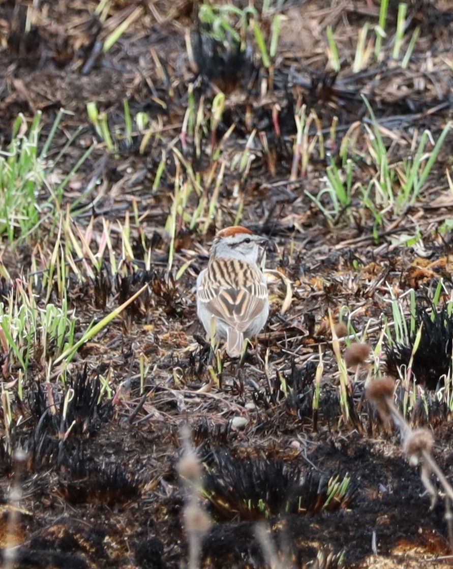 Chipping Sparrow - ML618448586