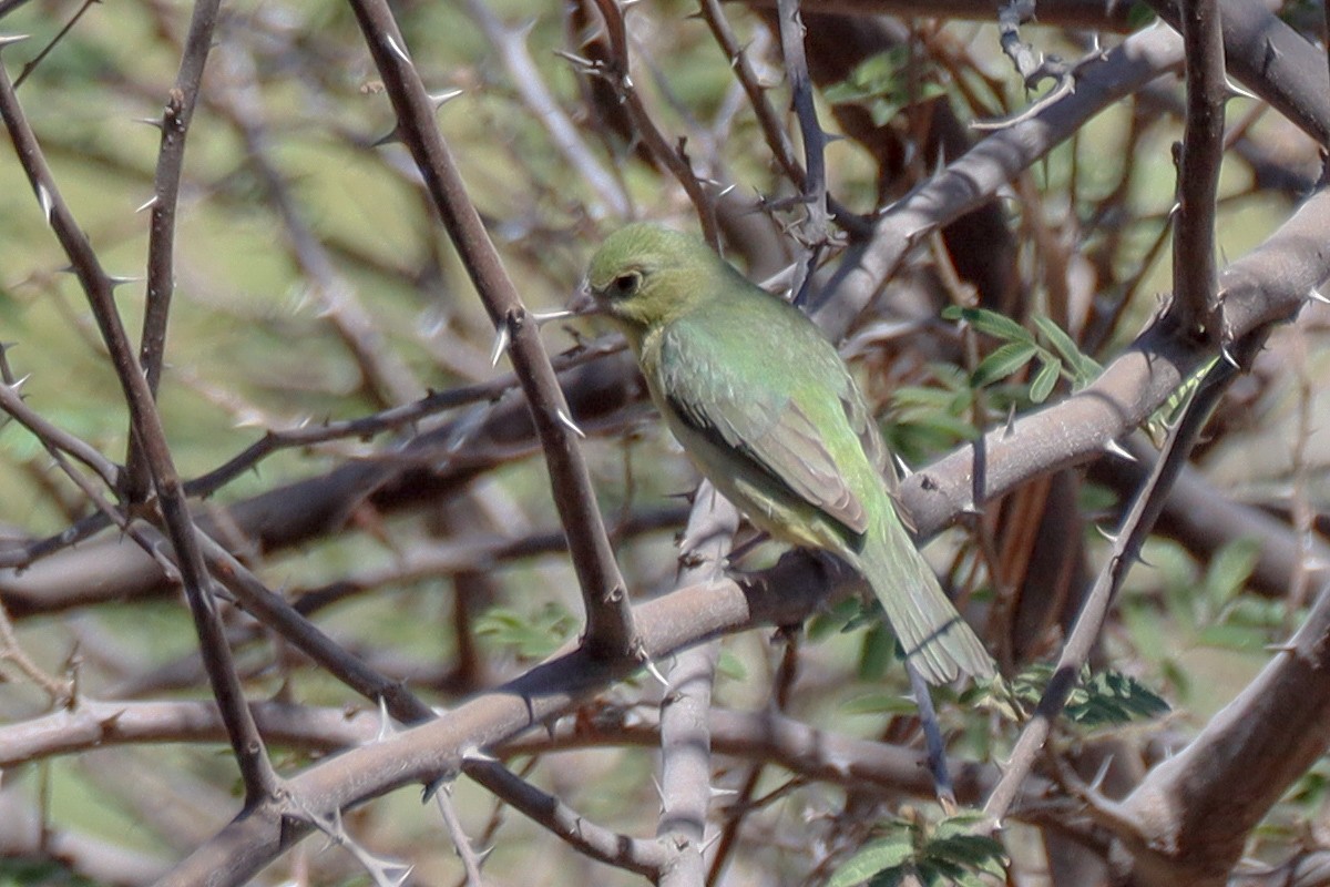 Painted Bunting - ML618448588