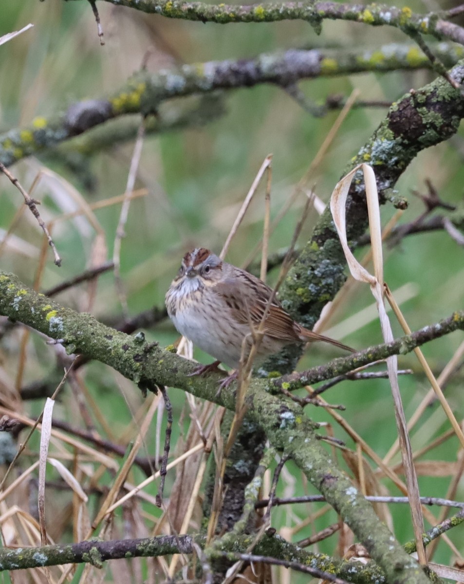Lincoln's Sparrow - ML618448603