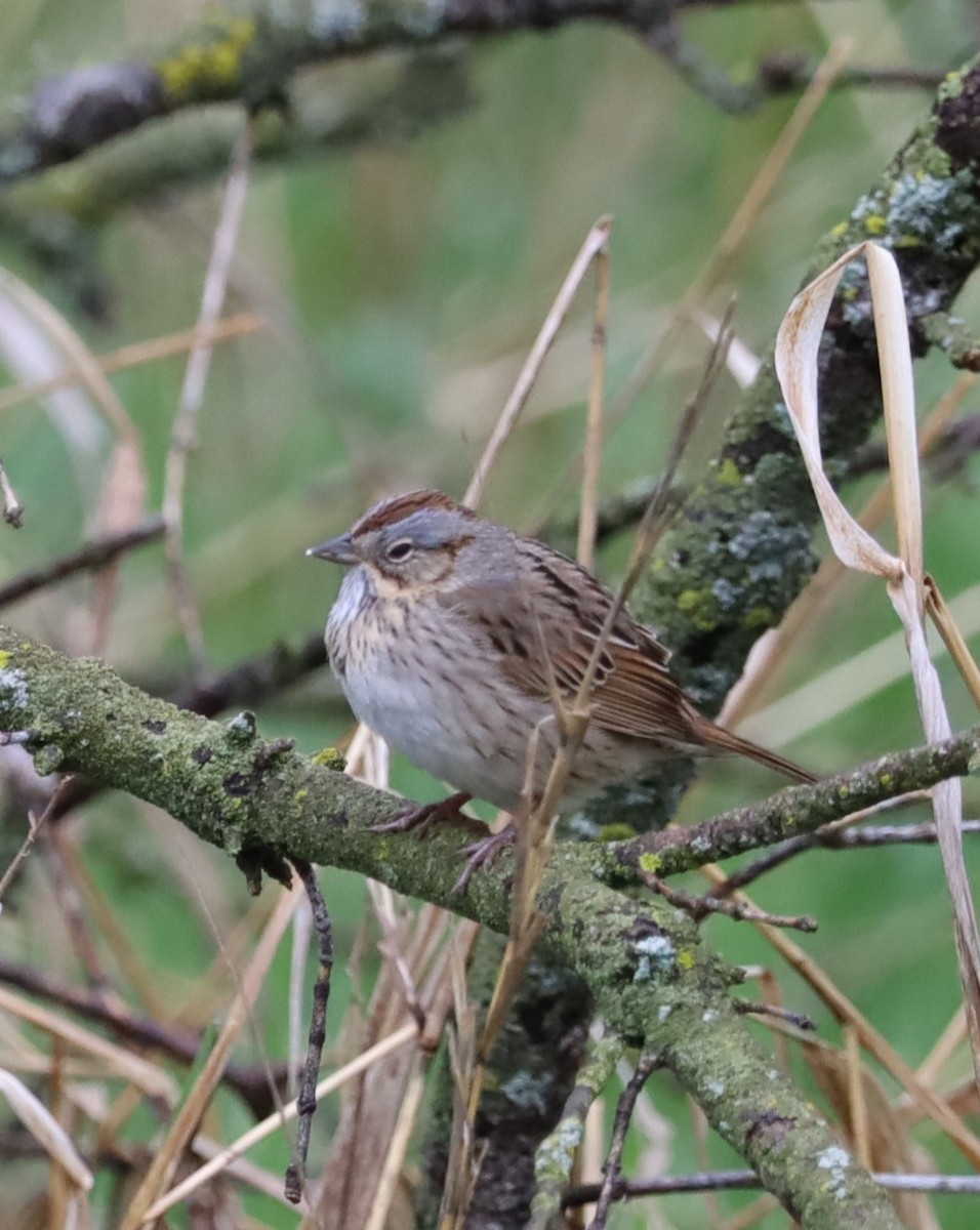 Lincoln's Sparrow - ML618448604