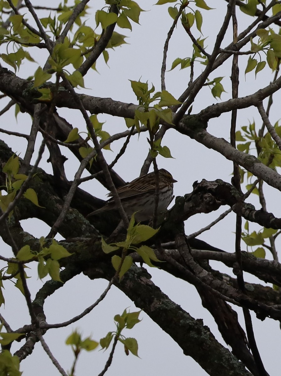 Savannah Sparrow - ML618448619