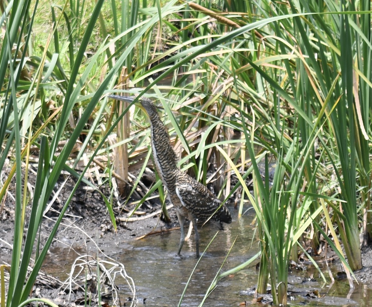 Bare-throated Tiger-Heron - ML618448622