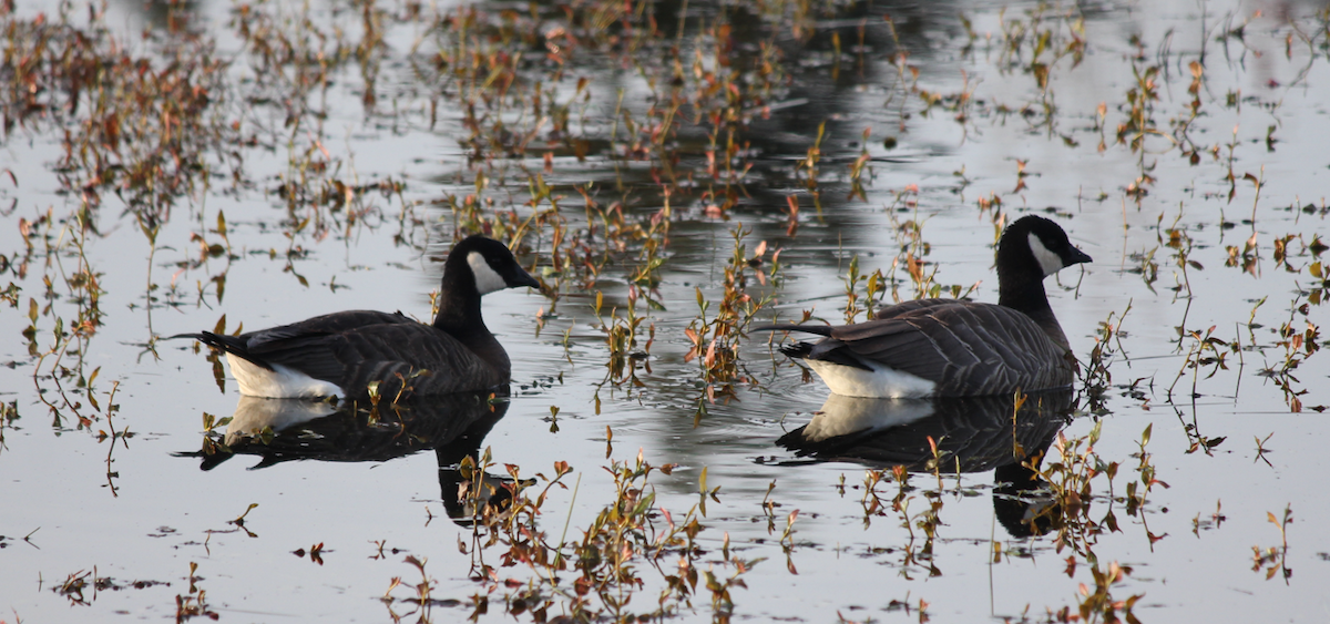 Cackling Goose - ML618448649