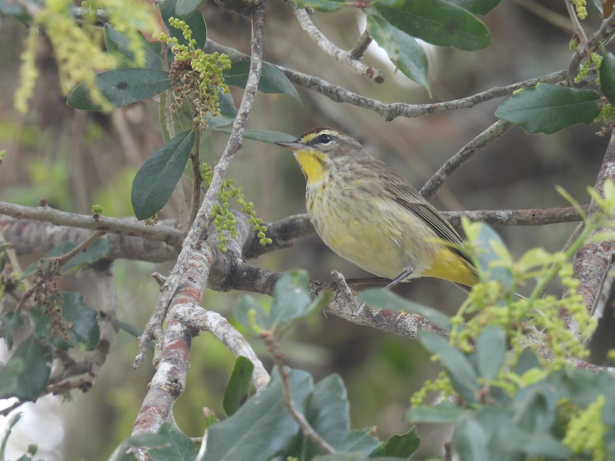 Palm Warbler - ML618448651