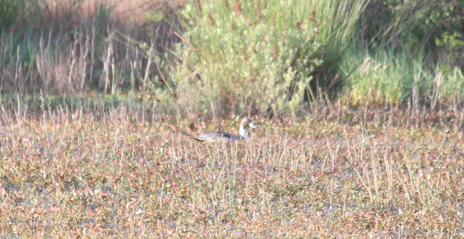 Northern Pintail - ML618448664