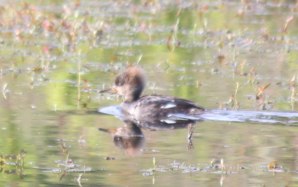 Hooded Merganser - Scott Smith