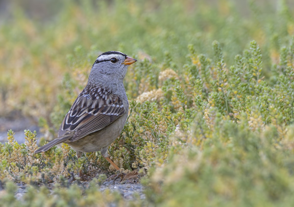 strnadec bělopásý (ssp. gambelii) - ML618448679