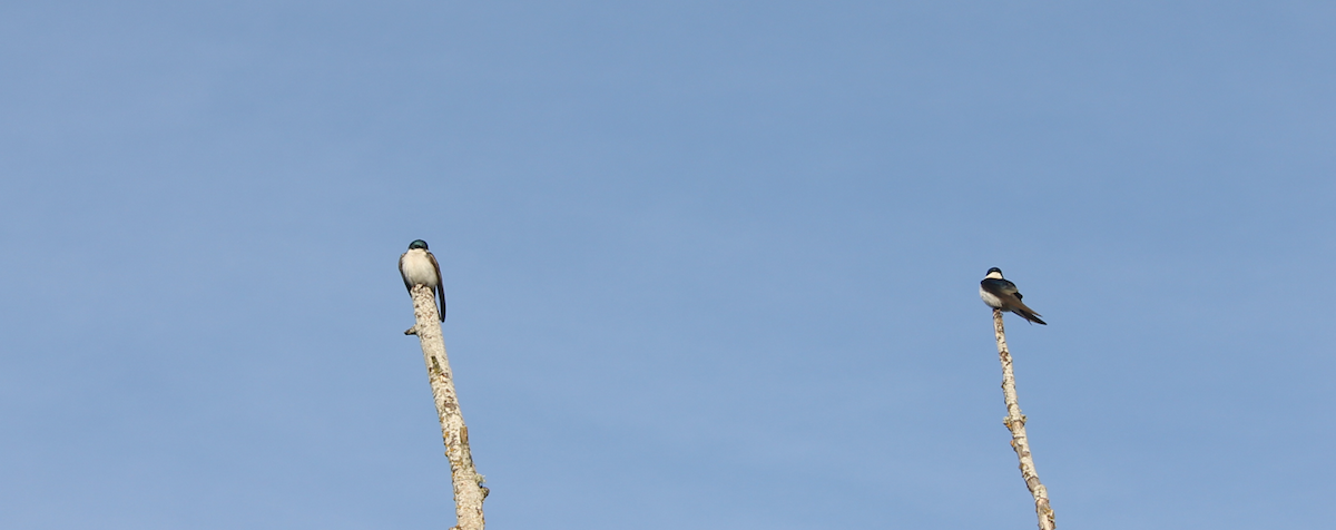 Golondrina Bicolor - ML618448689