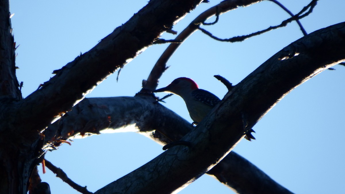 Red-bellied Woodpecker - ML61844871