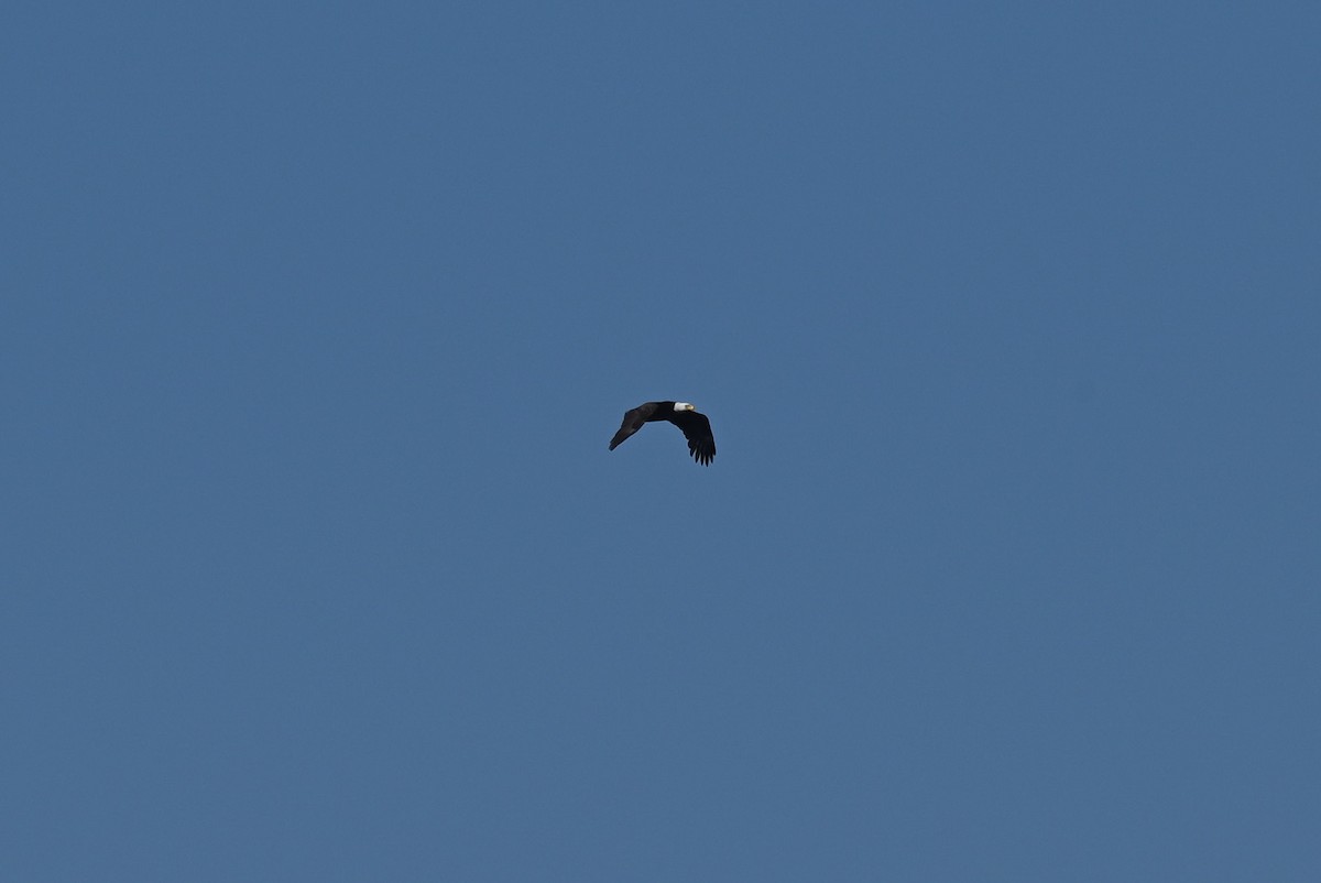 Белоголовый орлан - ML618448715