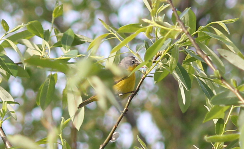 Nashville Warbler - ML618448717