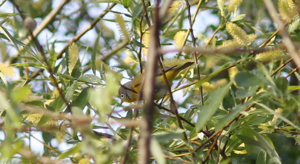 Nashville Warbler - ML618448718