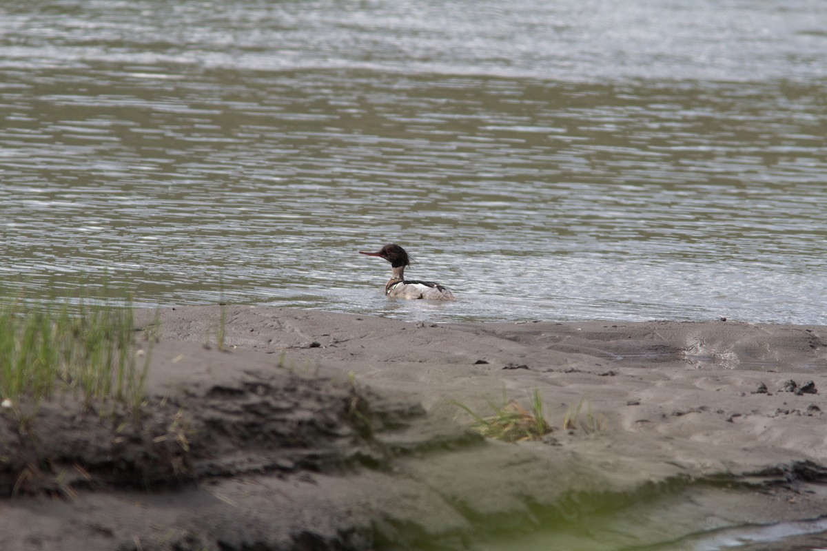 Red-breasted Merganser - ML61844881