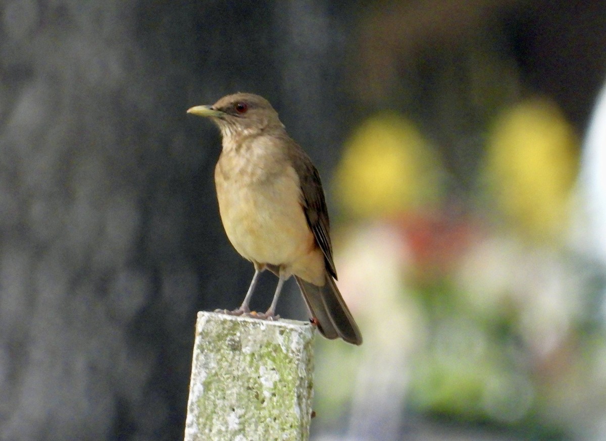 Clay-colored Thrush - Chris Butler