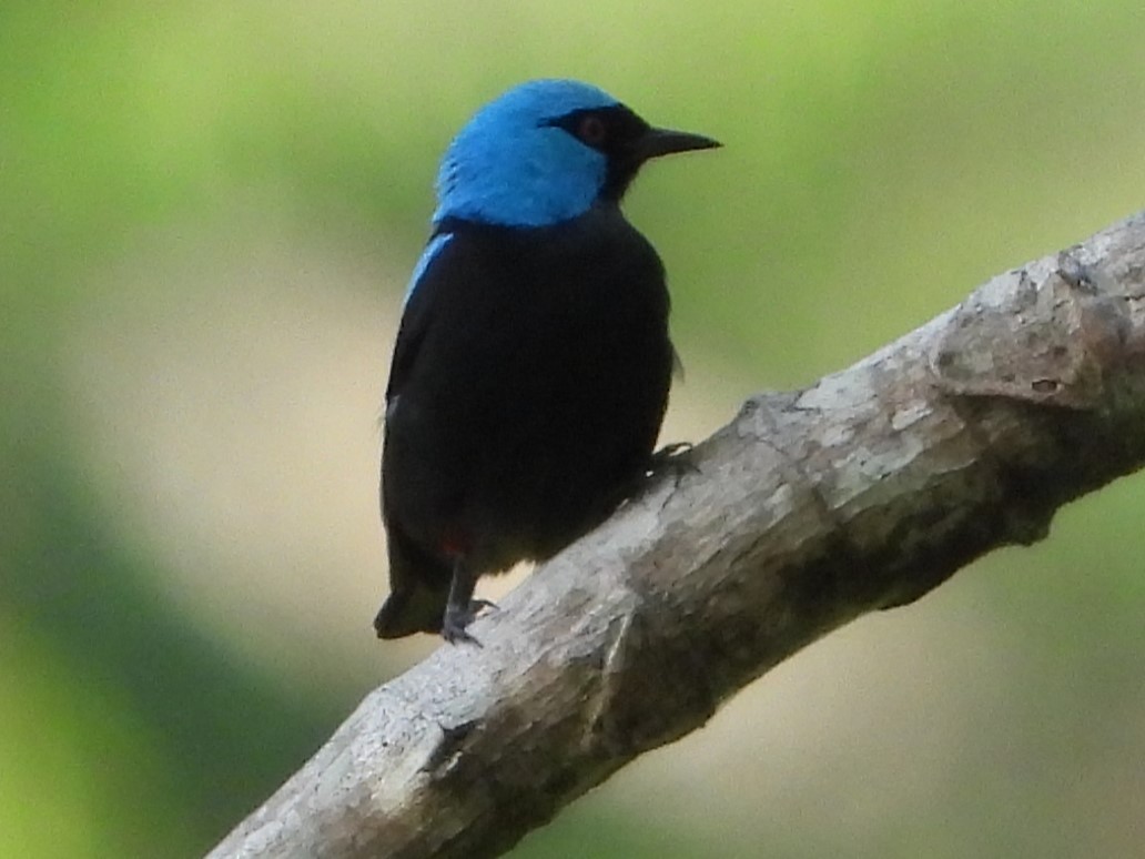 Scarlet-thighed Dacnis - Steve & Josette Bonamo