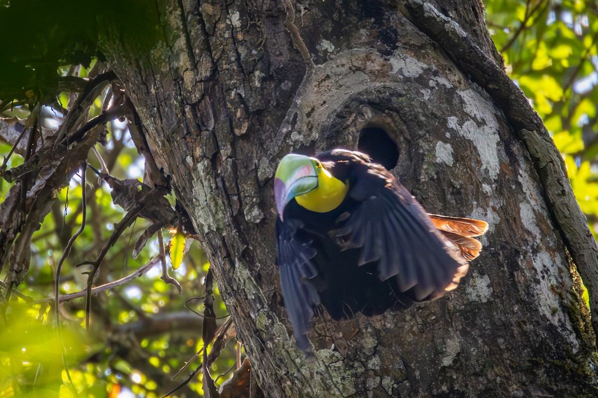 Keel-billed Toucan - Michael Warner