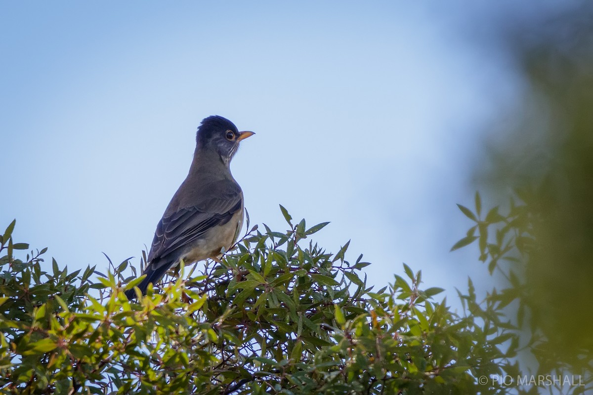 Austral Thrush - Pio Marshall