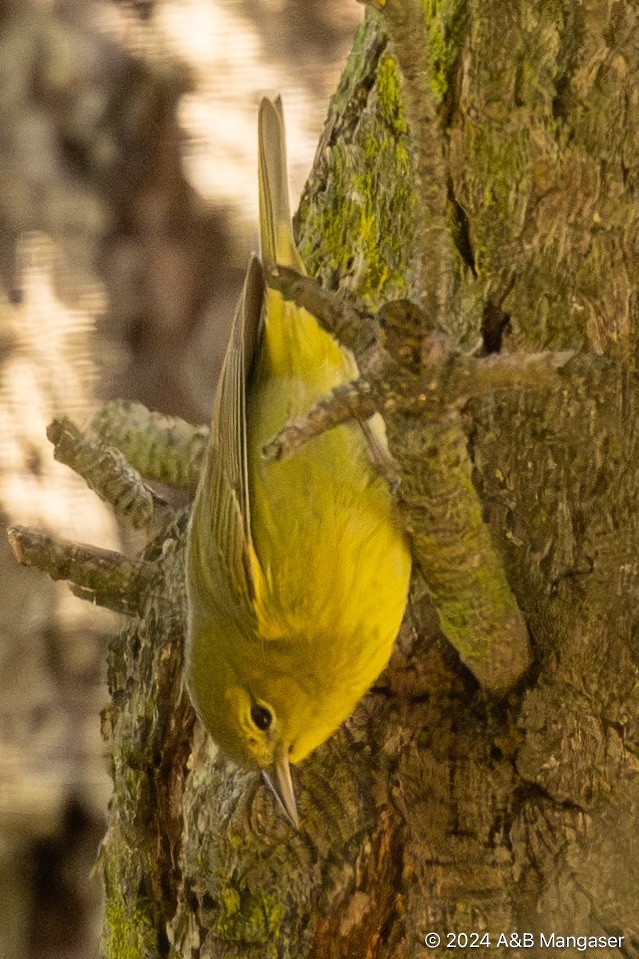 Orange-crowned Warbler - ML618448860