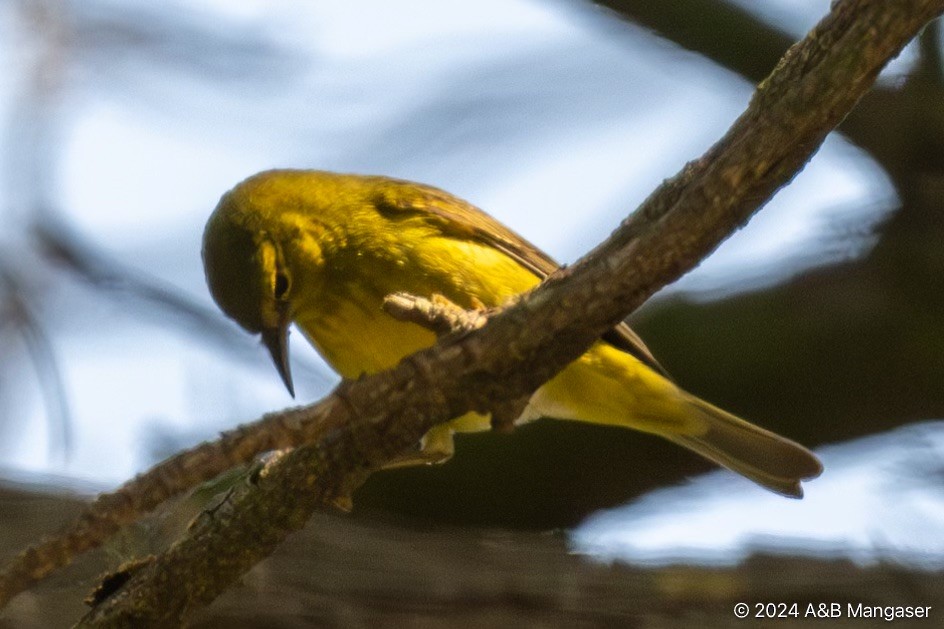 Orange-crowned Warbler - ML618448861