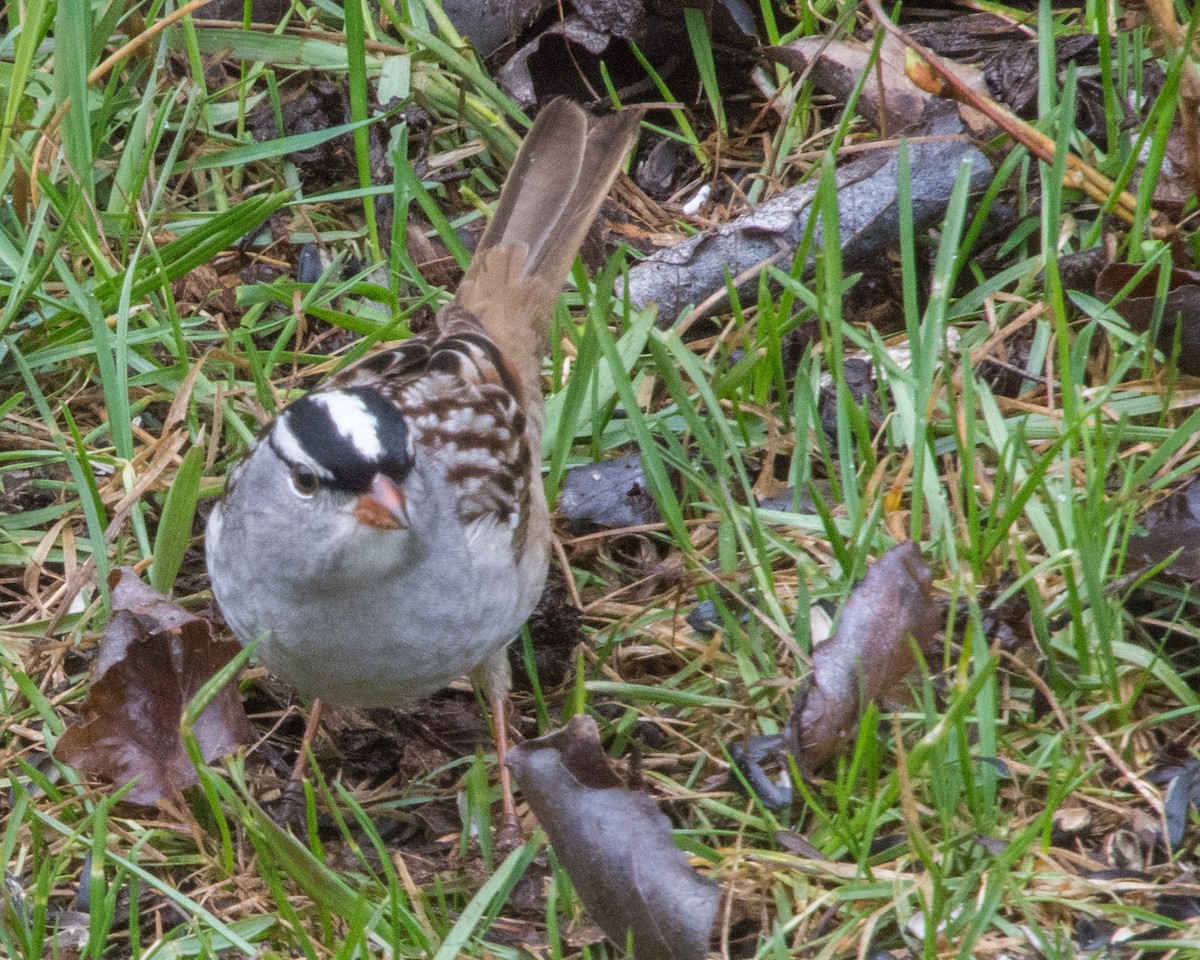 White-crowned Sparrow - ML618448867