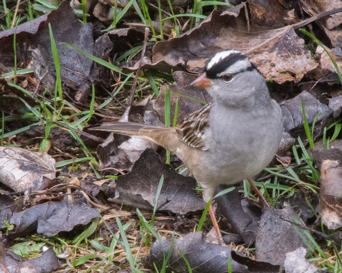 White-crowned Sparrow - ML618448868