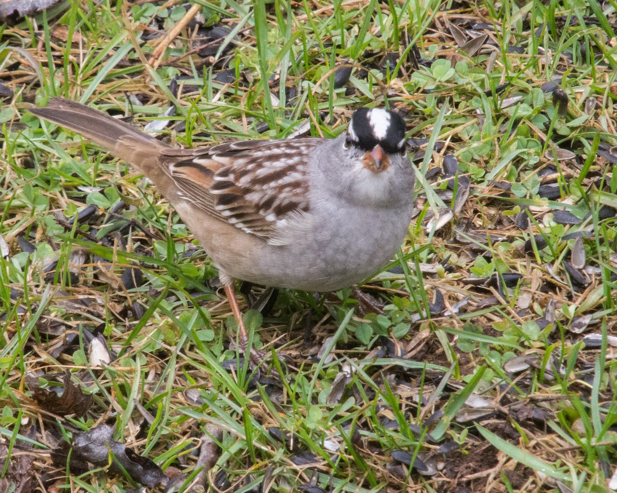 White-crowned Sparrow - ML618448870