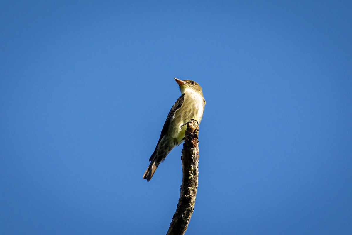 Olive-sided Flycatcher - ML618448872