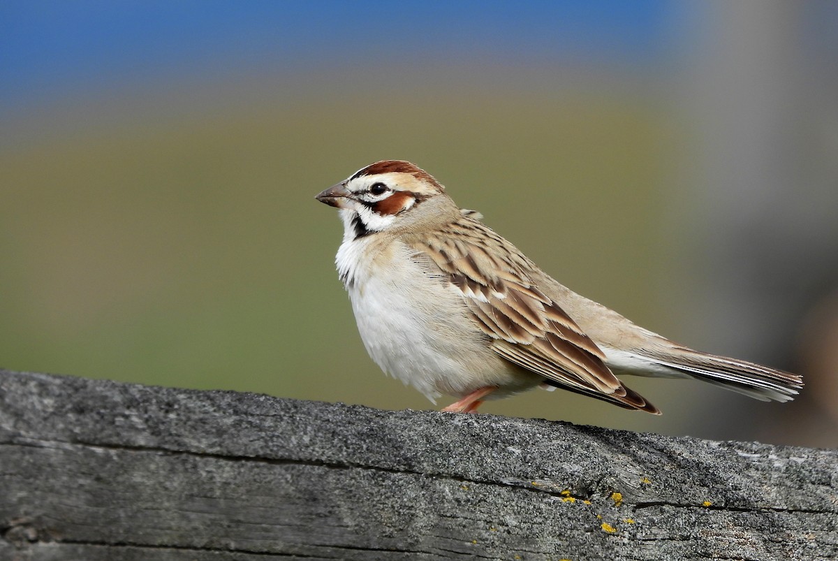 Lark Sparrow - Brad Vissia