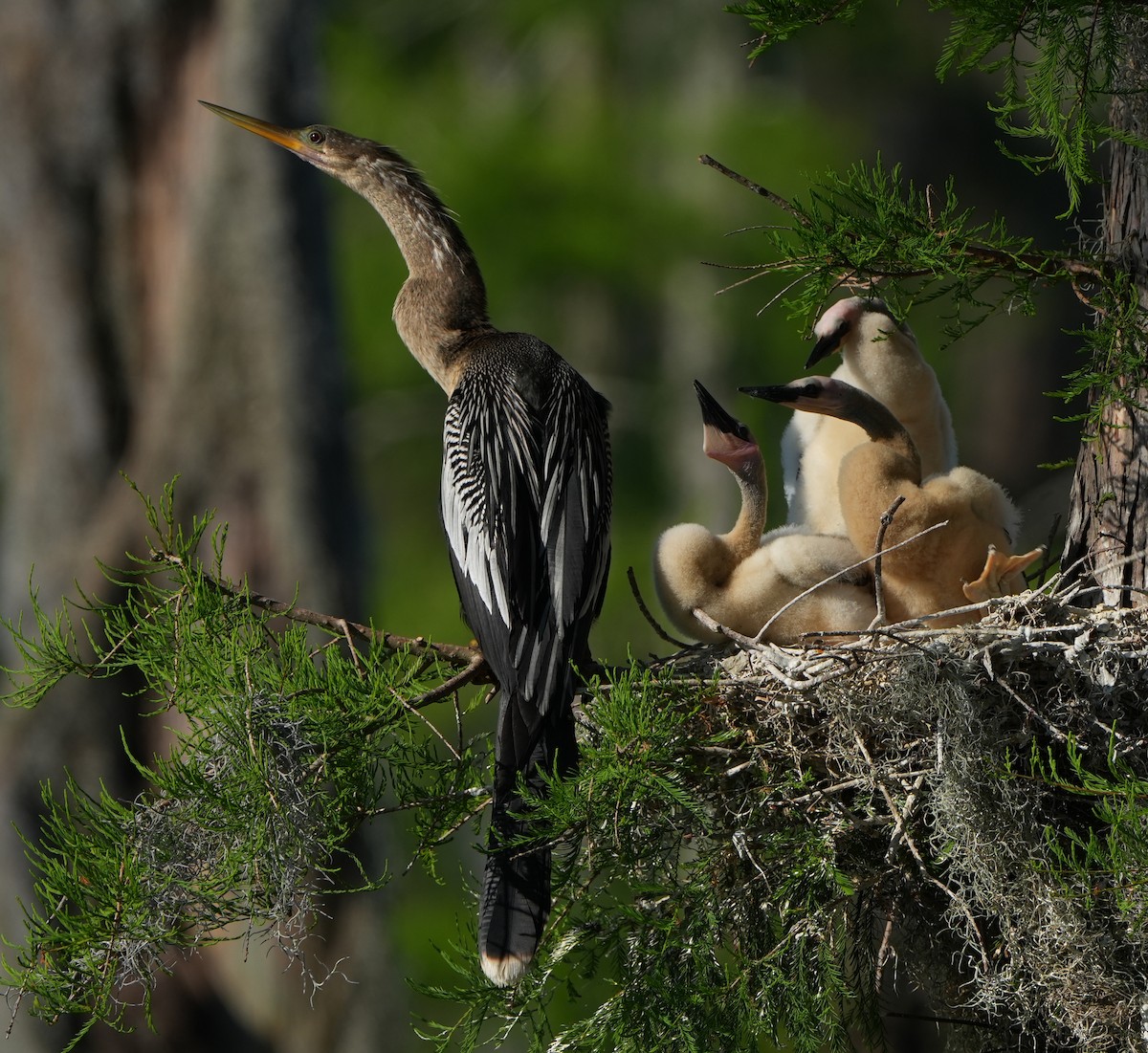 anhinga americká - ML618448900