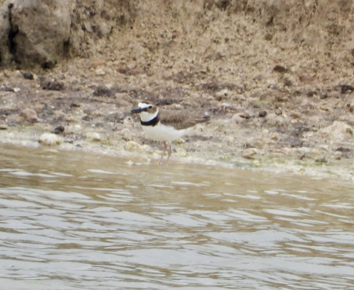 Wilson's Plover - ML618448914