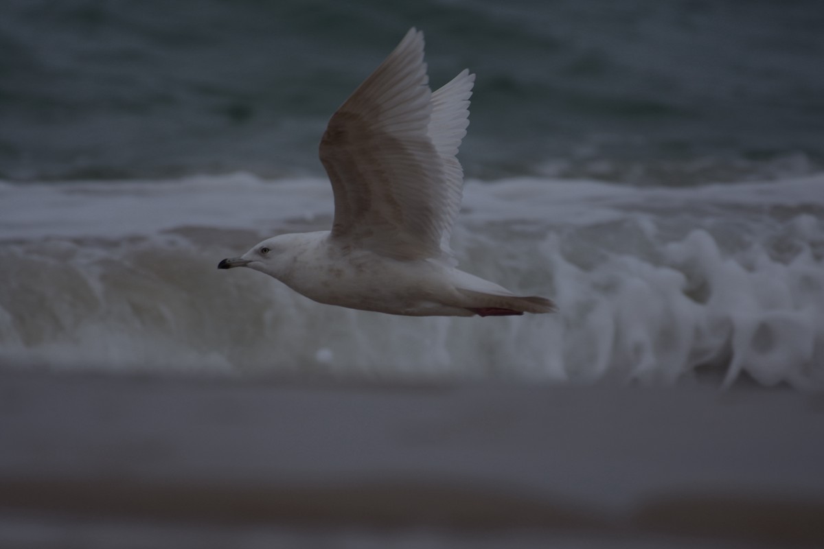 Iceland Gull - ML618448922