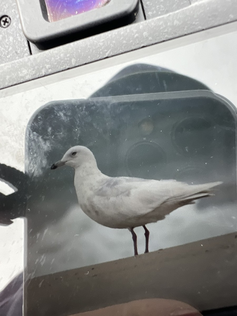 Iceland Gull - ML618448923