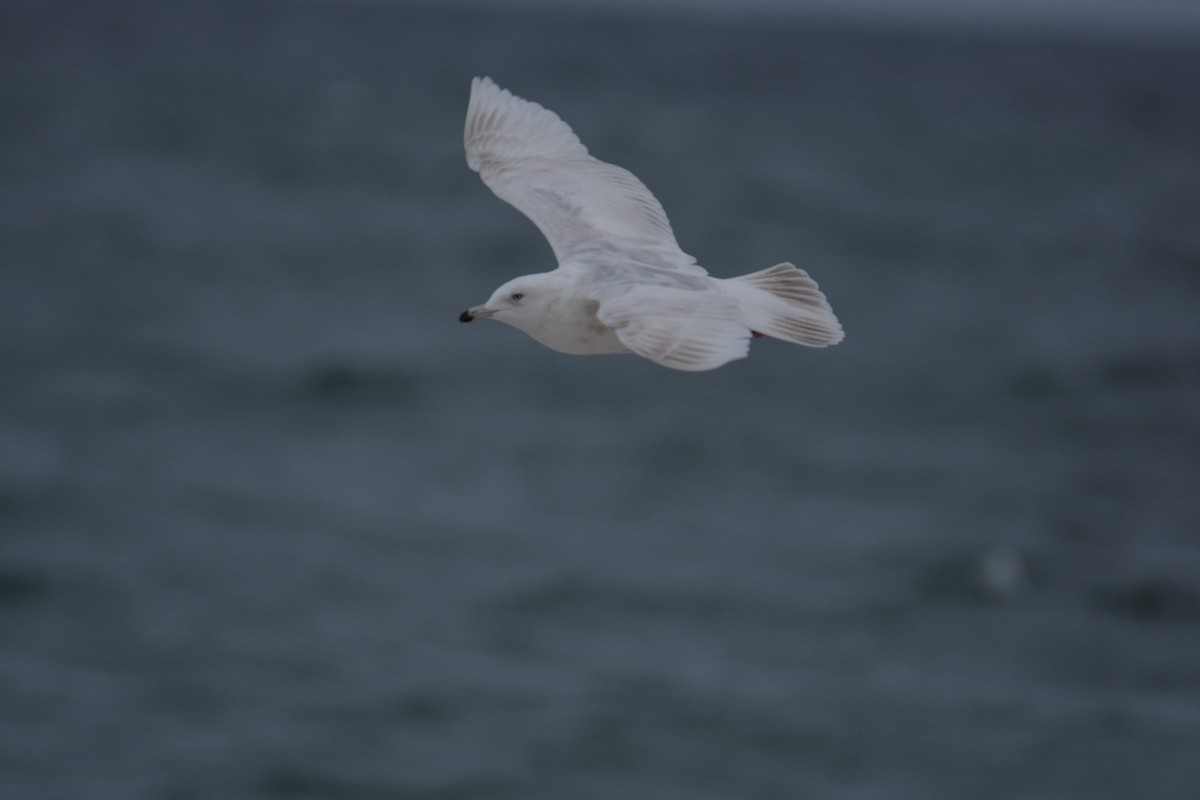 Iceland Gull - ML618448924