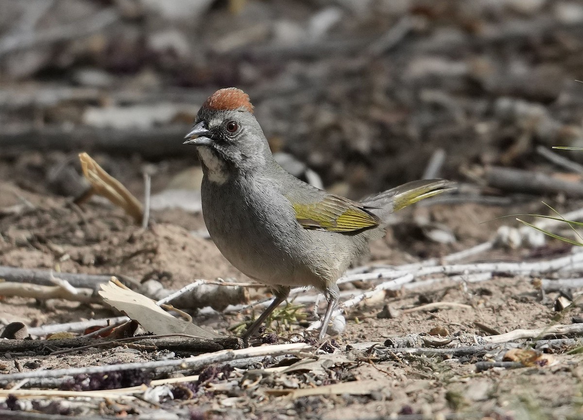 Green-tailed Towhee - John W