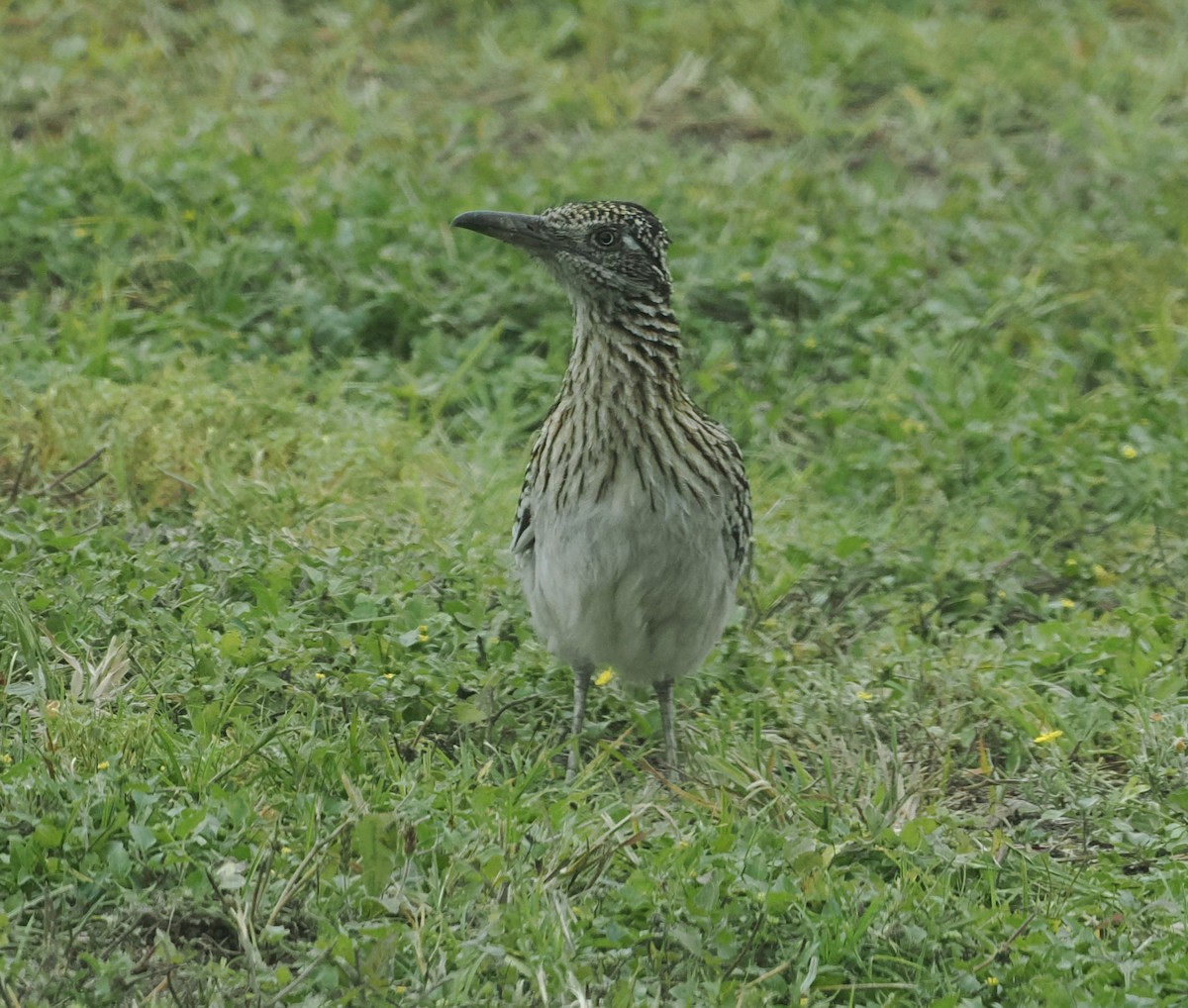 Greater Roadrunner - ML618448980