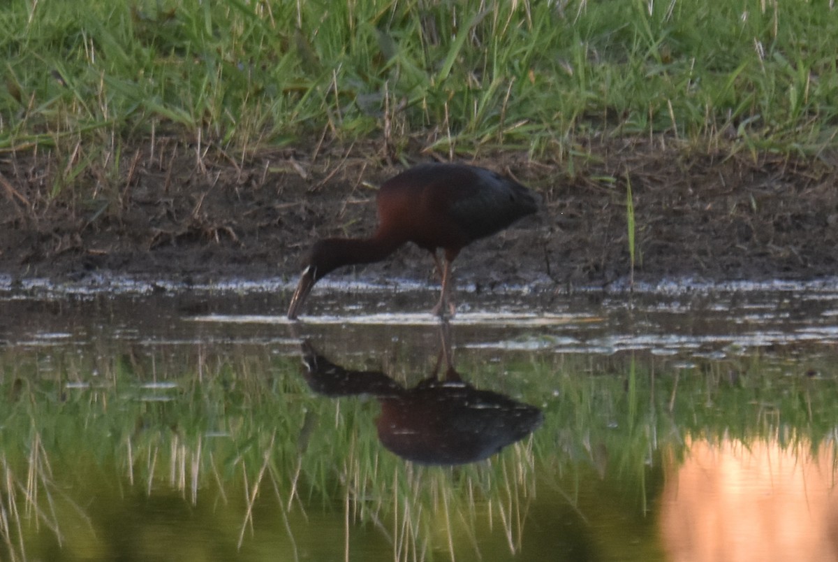 Glossy Ibis - ML618448984