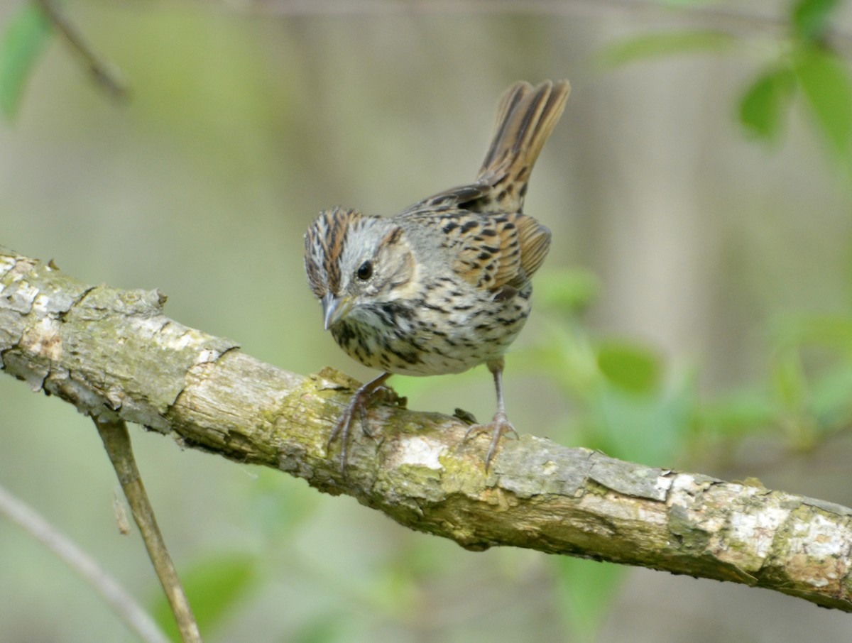 Lincoln's Sparrow - ML618448985