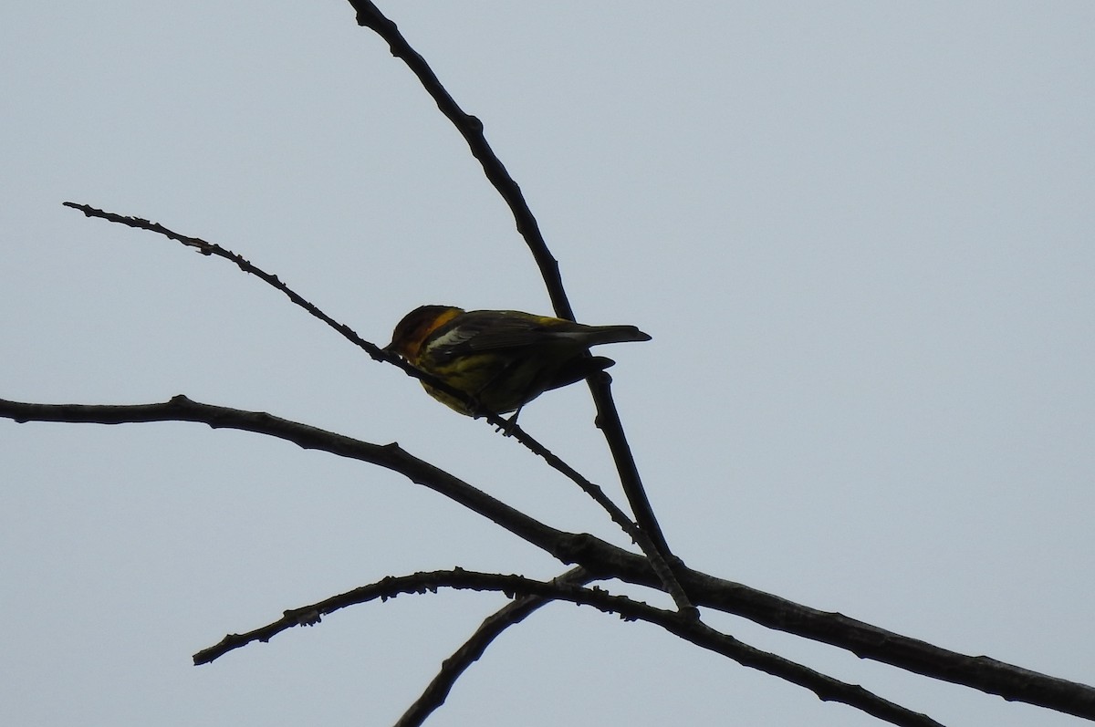 Cape May Warbler - ML618449007