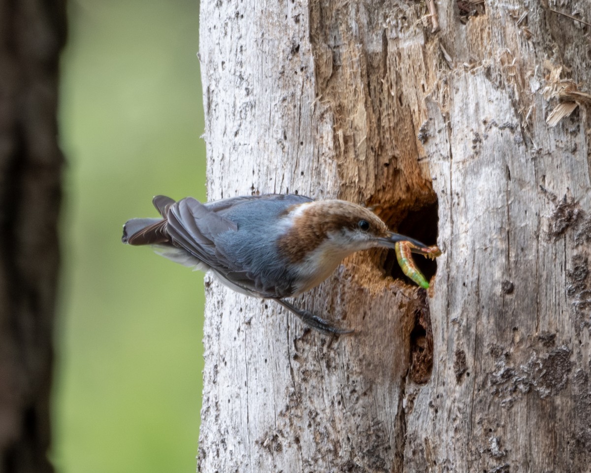 Brown-headed Nuthatch - Charles Byrne