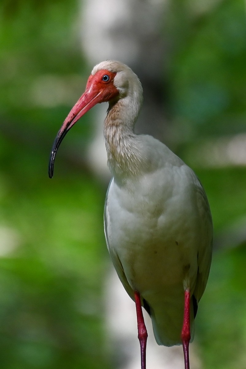 ibis bílý - ML618449013