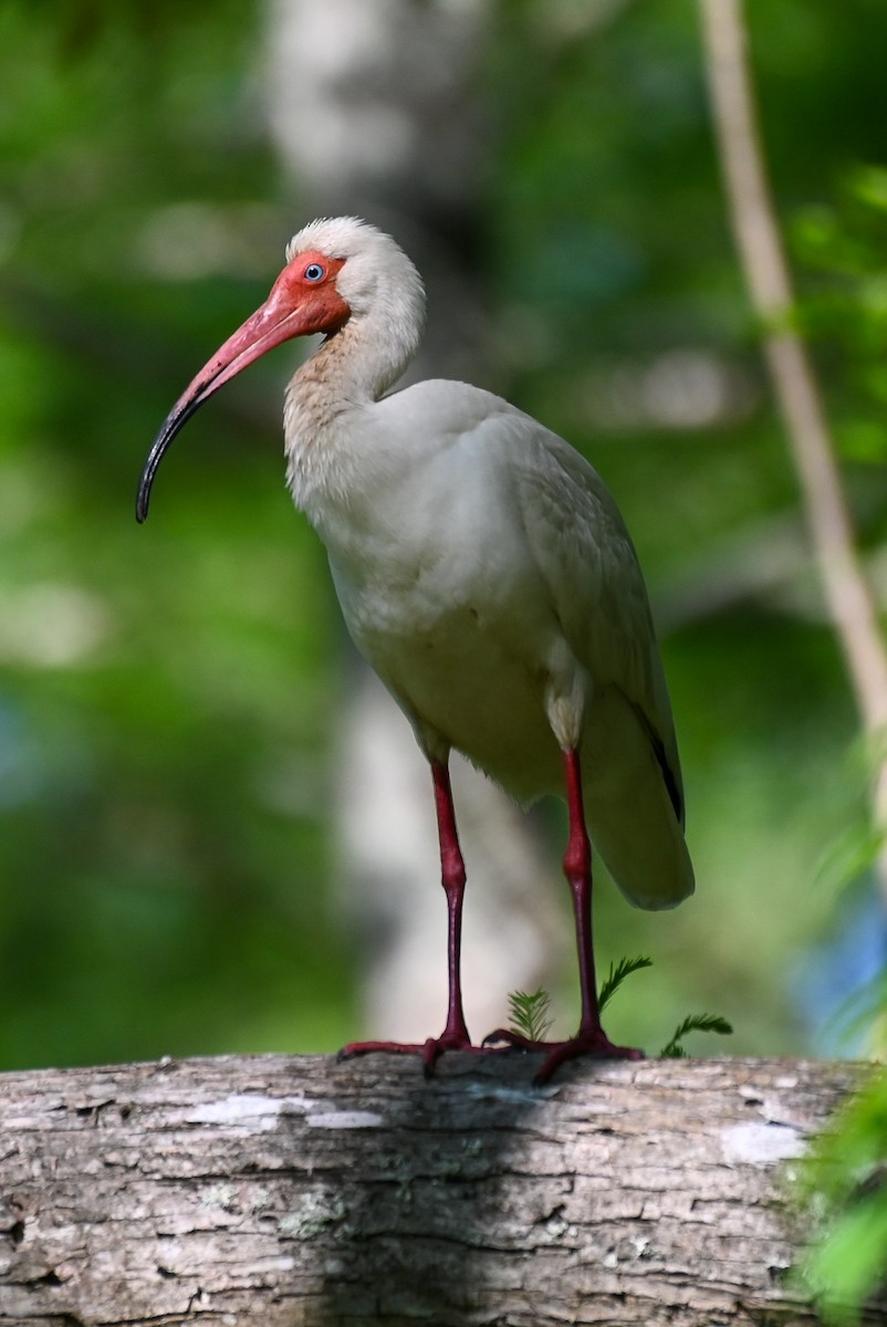 ibis bílý - ML618449016