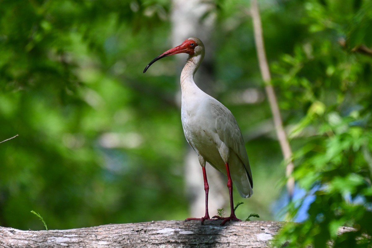 ibis bílý - ML618449017