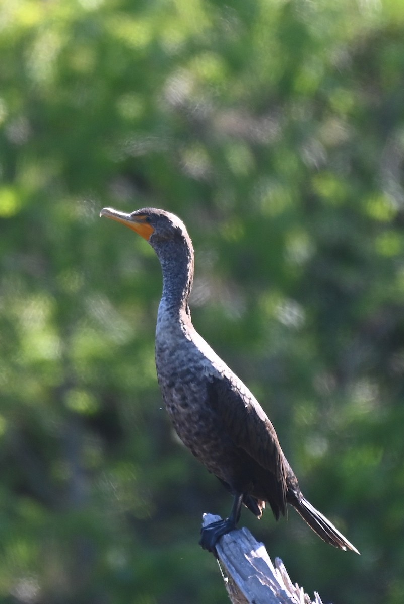 Double-crested Cormorant - ML618449029