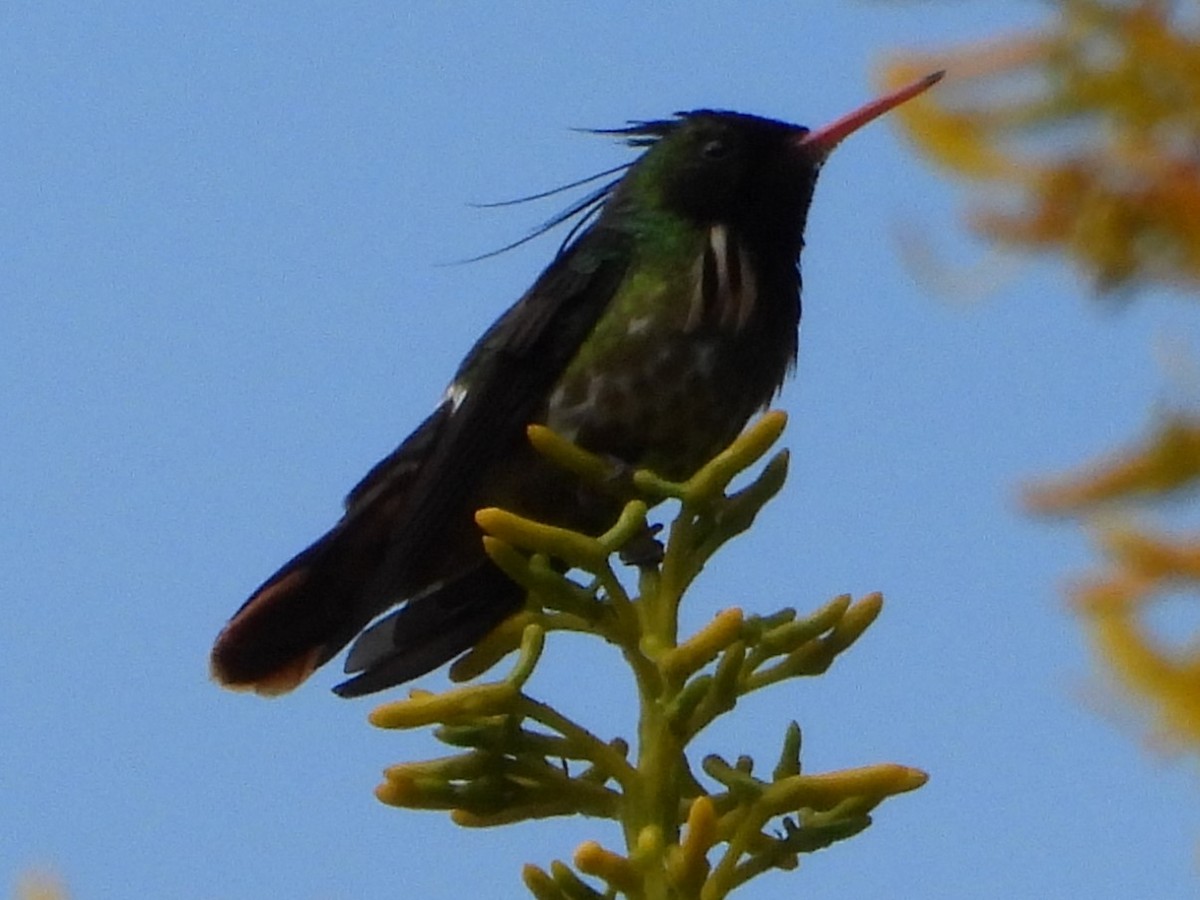 Black-crested Coquette - ML618449071