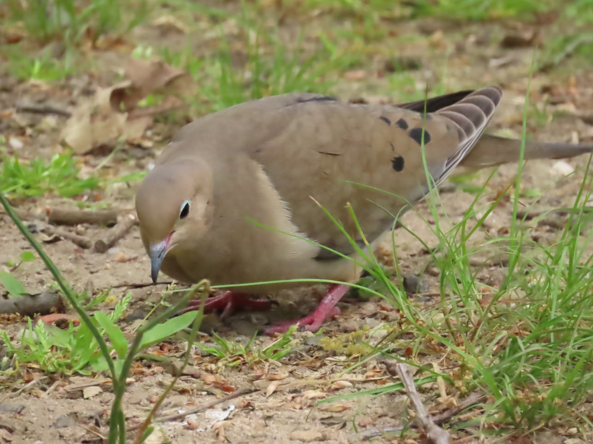 Tourterelle triste - ML618449072