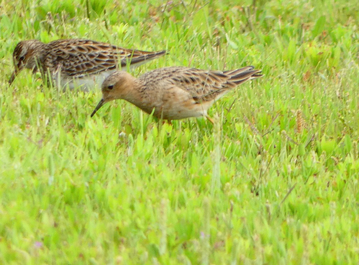 Buff-breasted Sandpiper - ML618449074